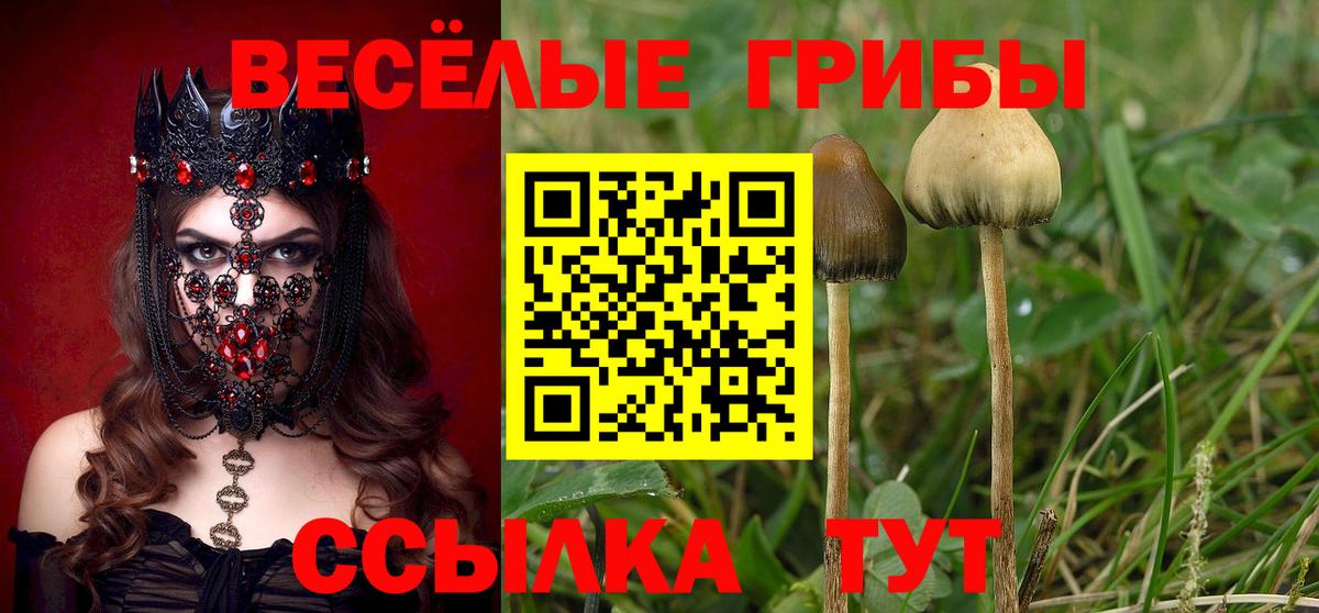 магазин продажи наркотиков  Галлюциногенные грибы MAGIC MUSHROOMS  Псилоцибиновые грибы Cubensis  Вход с VPN  Карабулак 